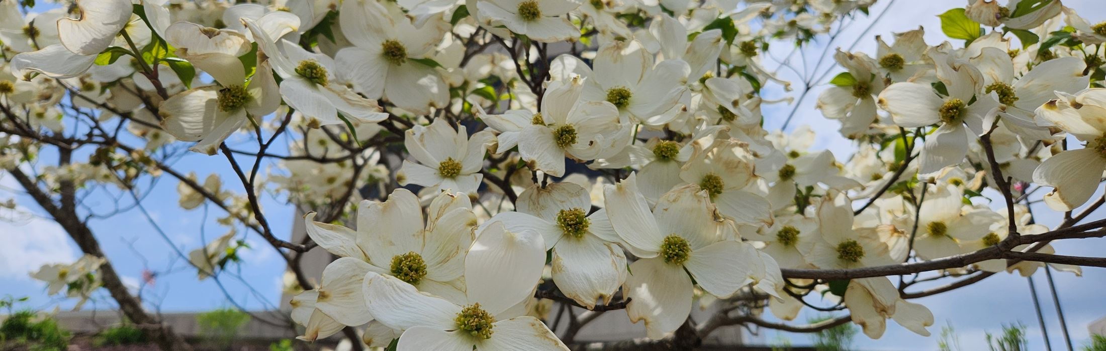 Dogwood Blossoms - Photo by Dawn Cremeans